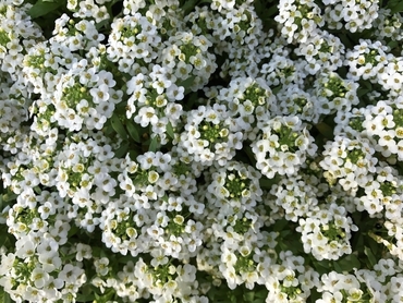 Алиссум Истер Боннет Уайт (Lobularia maritima 'Easter Bonnet White')