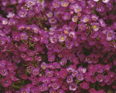 Алиссум Истер Боннет Вайолет (Lobularia maritima 'Easter Bonnet Violet')