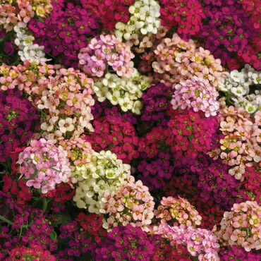 Алиссум Истер Боннет Микс (Lobularia maritima 'Easter Bonnet Mix')