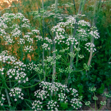 Анис овощной Блюз (Pimpinella anisum 'Blues')