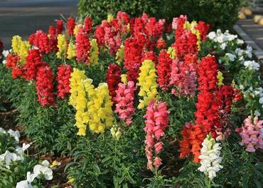 Антирринум (Antirrhinum)