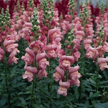 Антирринум большой Львиный зев (Antirrhinum majus)