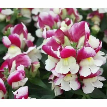 Антирринум компактный Флорал Шауэрс Вайн Биколор (Antirrhinum majus 'Floral Showers Wine Bicolor') (розово-лиловый с белым)