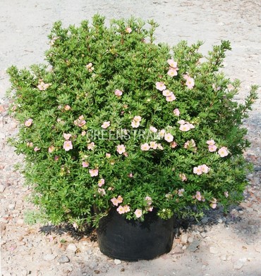 Лапчатка кустарниковая Лавли Пинк (Potentilla fruticosa 'Lovely Pink')