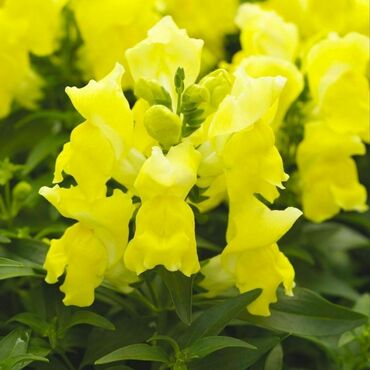 Антирринум компактный Флорал Шауэрс Йеллоу (Antirrhinum majus 'Floral Showers Yellow') (желтый)