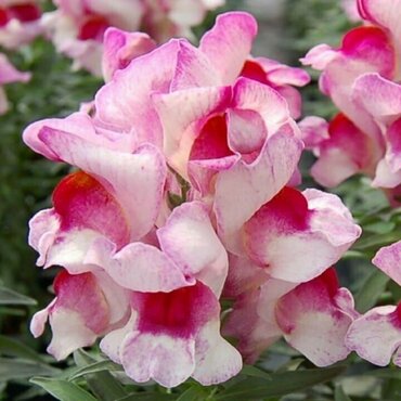 Антирринум компактный Флорал Шауэрс Корал Биколор (Antirrhinum majus 'Floral Showers Coral Bicolor') (розовый с белым)
