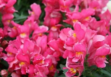 Антирринум компактный Флорал Шауэрс Пёпл (Antirrhinum majus 'Floral Showers Purple') (темно-розовый)