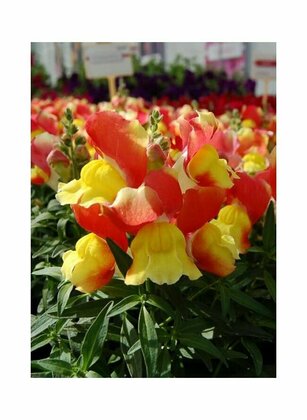 Антирринум компактный Флорал Шауэрс Ред энд Йеллоу Биколор (Antirrhinum majus 'Floral Showers Red and Yellow Bicolor') (красный с желтым)