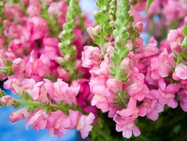 Антирринум компактный Флорал Шауэрс Роуз (Antirrhinum majus 'Floral Showers Rose') (розовый)