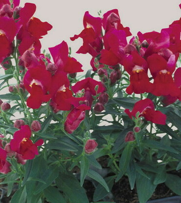 Антирринум компактный Флорал Шауэрс Скарлет (Antirrhinum majus 'Floral Showers Scarlet') (алый)