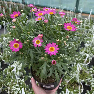Аргирантемум (Argyranthemum) в/г