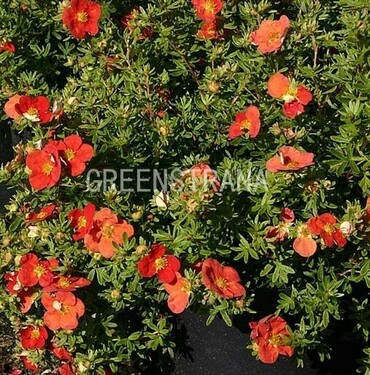 Лапчатка кустарниковая Ред Леди (Potentilla fruticosa 'Red Lady')