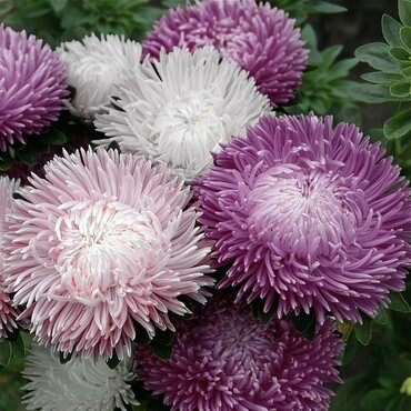 Астра китайская (Callistephus chinensis)