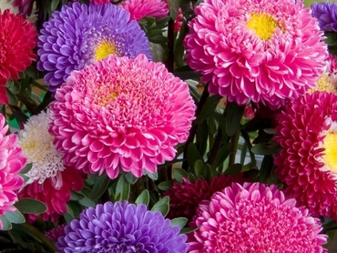 Астра китайская Гала Микс (Callistephus chinensis 'Gala Mix') (смесь)