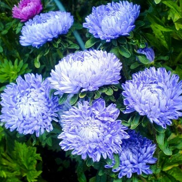 Астра китайская Миледи Дак Блю (Callistephus chinensis 'Milady Dark Blue') (синяя)