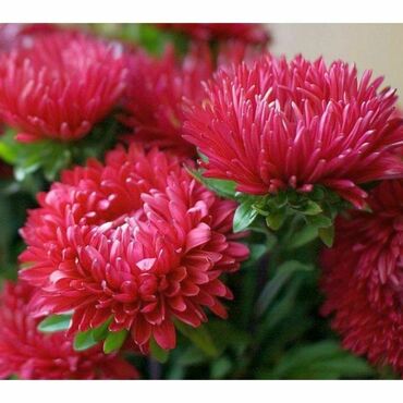 Астра китайская Миледи Кармин (Callistephus chinensis 'Milady Carmine') (темно-розовая)