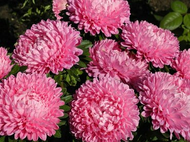 Астра китайская Миледи Роуз (Callistephus chinensis 'Milady Rose') (розовая)