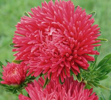 Астра китайская Миледи Скарлет (Callistephus chinensis 'Milady Scarlet') (алая)