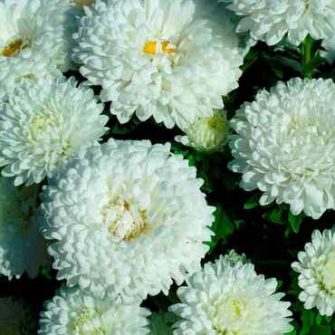 Астра китайская Миледи Уайт (Callistephus chinensis 'Milady White') (белая)