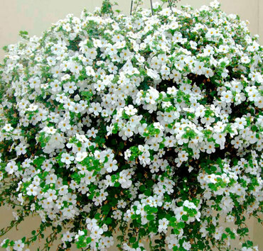 Бакопа в ассортименте (Sutera cordata)