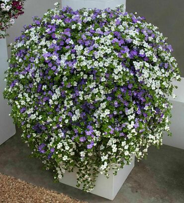 Бакопа в/г (Sutera cordata)