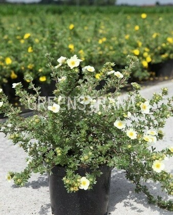 Лапчатка кустарниковая Примроуз Бьюти (Potentilla fruticosa 'Primrose Beauty')