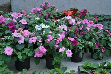 Бальзамин кассета (Impatiens walleriana)