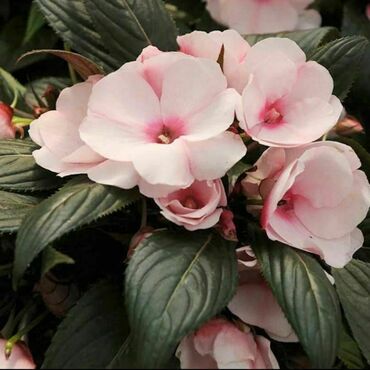 Бальзамин новогвинейский в ассортименте (Impatiens hawkeri)