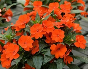 Бальзамин Уоллера Бекон Брайт Оранж (Impatiens walleriana 'Beacon Bright Orange') (оранжевый)