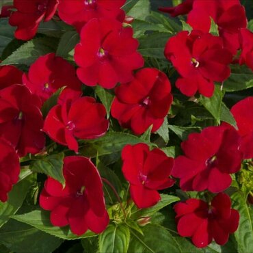 Бальзамин Уоллера Бекон Брайт Ред (Impatiens walleriana 'Beacon Bright Red') (красный)