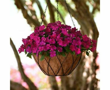 Бальзамин Уоллера Бекон Вайолет Шейдс (Impatiens walleriana 'Beacon Violet Shades') (темно-розовый)