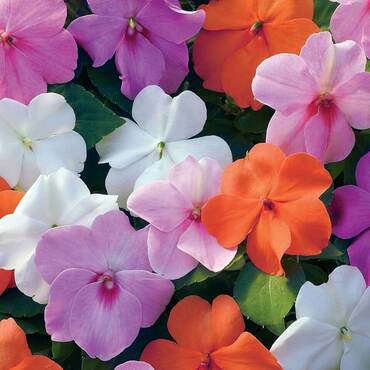 Бальзамин Уоллера Бекон Микс (Impatiens walleriana 'Beacon Mix') (смесь)
