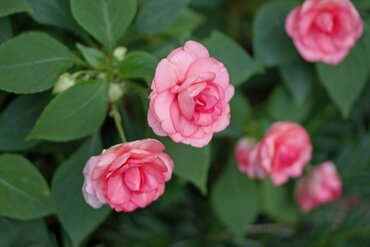 Бальзамин Уоллера Бекон Роуз (Impatiens walleriana 'Beacon Rose') (розовый)