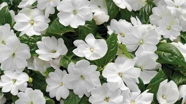 Бальзамин Уоллера Бекон Уайт (Impatiens walleriana 'Beacon White') (белый)