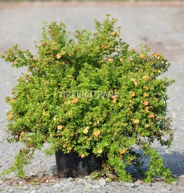 Лапчатка кустарниковая Мариан Ред Робин (Potentilla fruticosa 'Marian Red Robin')