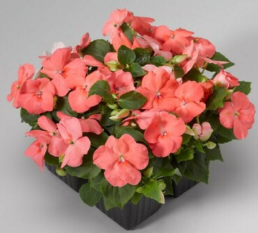 Бальзамин новогвинейский/Уоллера в/г (Impatiens)