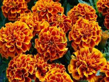 Бархатцы отклоненные (Tagetes patula)