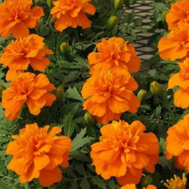 Бархатцы отклоненные Бонанза Дип Оранж (Tagetes patula 'Bonanza Deep Orange')