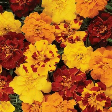 Бархатцы отклоненные Бонанза Микс (Tagetes patula 'Bonanza Mix')
