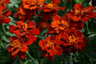 Бархатцы отклоненные Дуранго Ред (Tagetes patula 'Durango Red')