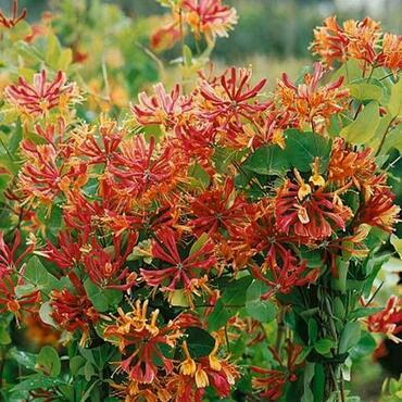 Жимолость Гектора Американ Бьюти (Lonicera x heckrottii 'American Beauty')