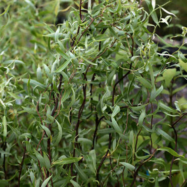 Ива белая Дартс Снейк (Salix alba 'Dart\'s Snake')