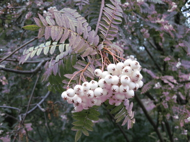 Рябина обыкновенная Белый Марс (Sorbus aucuparia 'Belyj Mars')