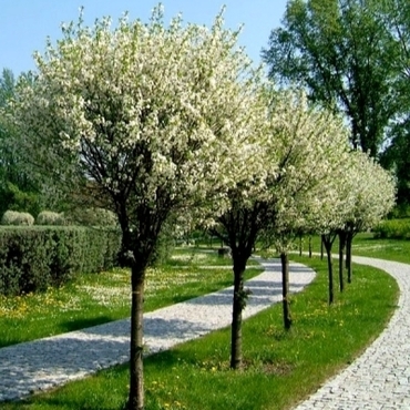 Вишня кустарниковая Умбракулифера (Prunus fruticosa 'Umbraculifera')