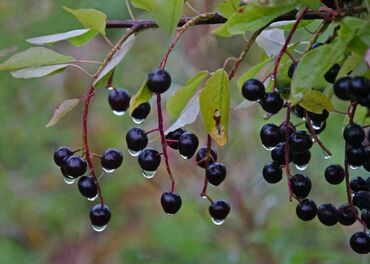 Черемуха кистевая Черный блеск (Prunus padus 'Chernyj Blesk')