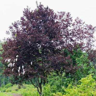 Черемуха обыкновенная Сибирская красавица (Prunus padus 'Sibirskaya Krasavitsa')