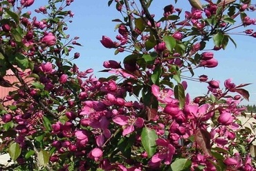 Яблоня декоративная Пионерка (Malus 'Pionerka')