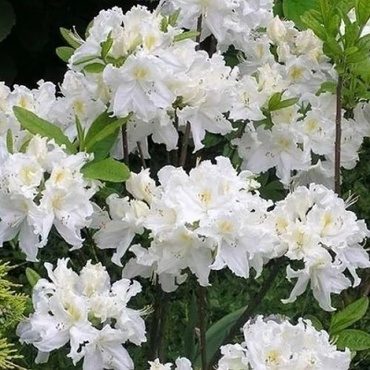 Азалия гибридная Оксидол (Rhododendron 'Oxydol')