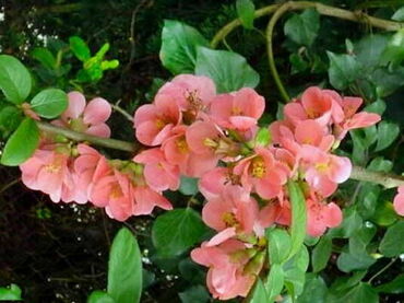 Айва великолепная Сэлмон Горизонт (Chaenomeles x superba 'Salmon Horizon')