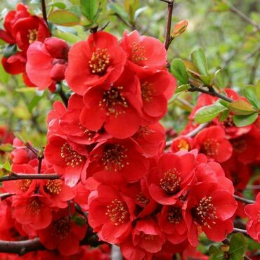 Айва великолепная Файер Дэнс (Chaenomeles x superba 'Fire Dance')